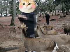 -奈良公园