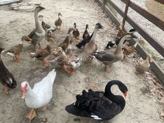 -中国扬子鳄村