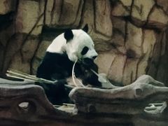 -泉州海丝野生动物世界