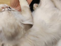 -猫咪派对(江南西店)