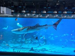 -烟台海昌鲸鲨海洋公园