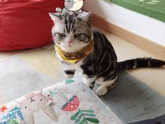 -猫在这儿猫咪咖啡馆·撸猫馆