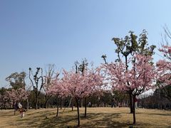 -新江湾城公园