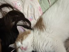 -宠福鑫动物医院(城北分院)