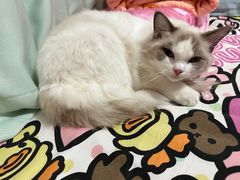-瑞鹏宠物医院·骨科·猫科·内科(第一中心)