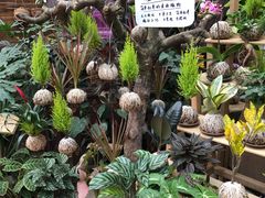 -三圣花乡旅游区