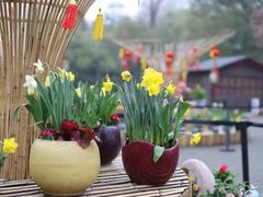 -上海共青森林公园