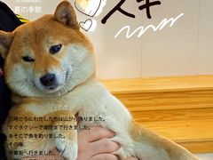 -柴源莊·柴小宠柴犬咖啡