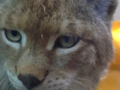 -青藏高原野生动物园