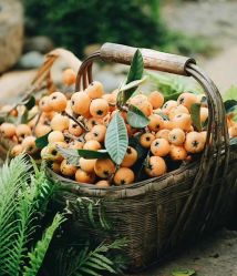 -加帕瑜伽培训学院