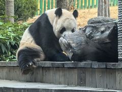 -大连森林动物园