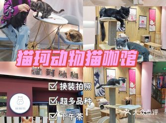 洛阳探店|猫珂猫咖馆|一家可以换装拍照的撸猫馆！