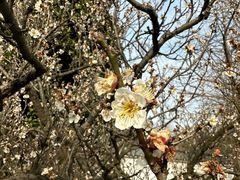 -梅花山(明孝陵内)