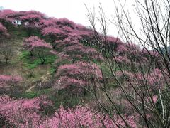 -新建村梅花