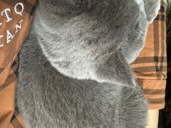 -猫大福·Fortune Cat猫舍(百子湾店)