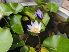 -头上红煨盐鸡·非遗院子餐厅