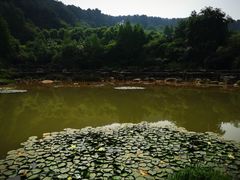 -铁山坪森林公园