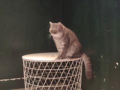 -猫儿山۰猫主题餐厅
