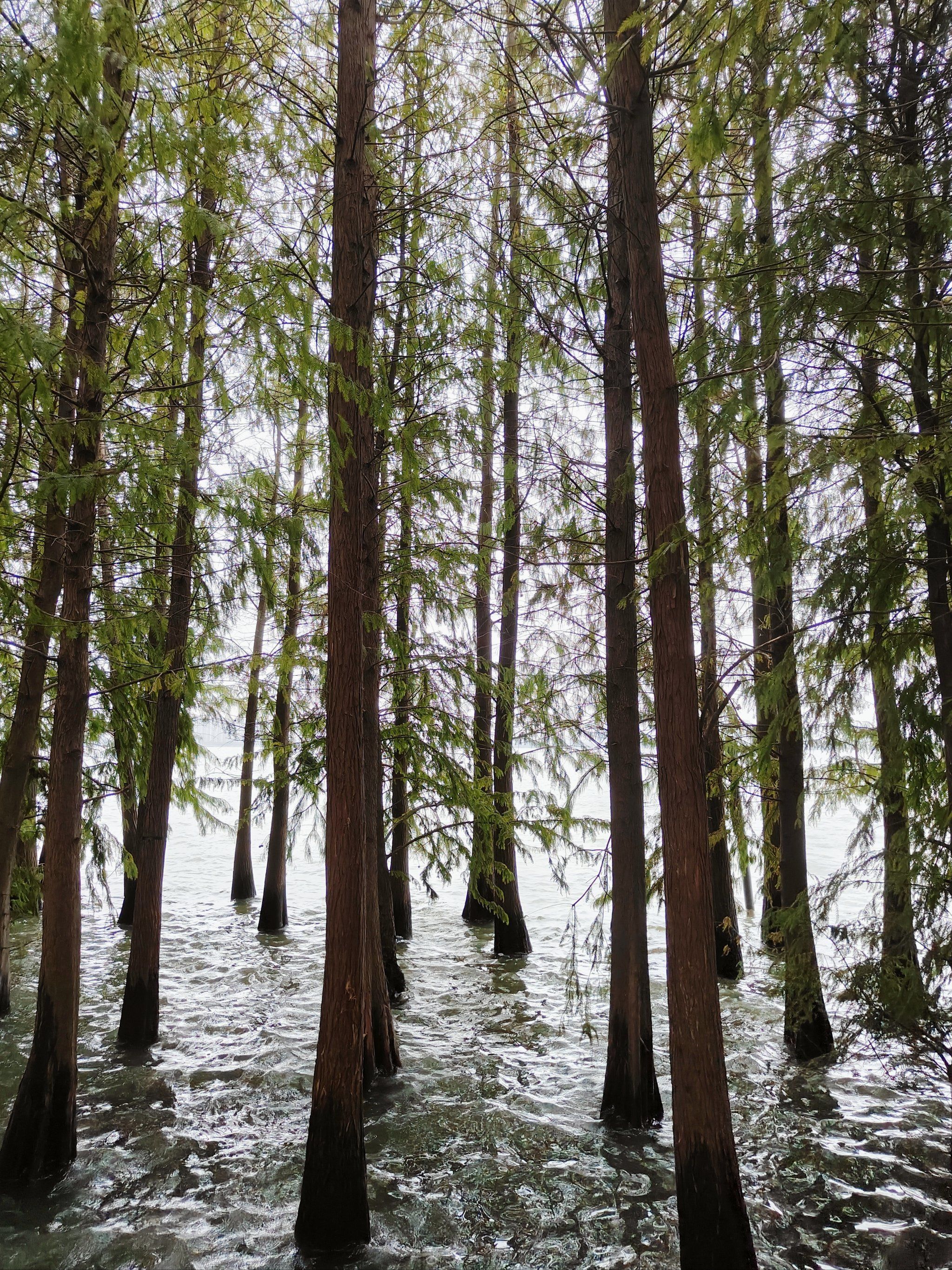 等秋天这些水杉一定很漂亮[色]