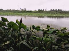 -荷塘月色湿地公园·向阳花洲