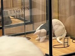 -袖虎·猫馆(体育西路店)
