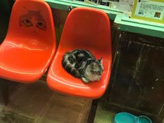 -猫咪博物馆(顶澳仔猫街店)