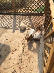 -萌宠亲子动物乐园(槐房万达店)