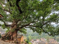 -杨家堂村