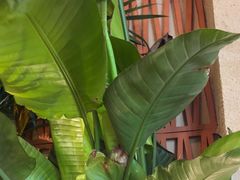 -云阿蛮云南生烫牛肉米线(奉贤路店)