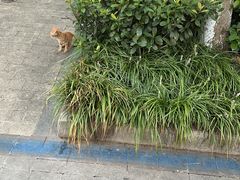 -自然风素食自助餐厅(黄河北路店)
