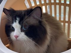 -翊宠yipet猫狗购宠庄园犬舍•猫舍