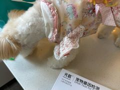 -瑞鹏宠物医院·宠保定点·心脏科·内科(御桥分院)