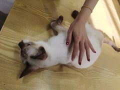 -Heymao猫咖.咖啡厅(东门店)