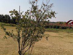 -芒洲湿地公园