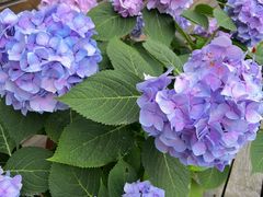 -呼吸森林·生态农庄农家乐私房菜