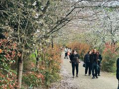 -绵阳盛世樱花悠乐谷