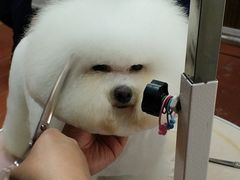 -鑫艺宠物美容培训学校