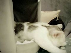 -吉丁鸟咖·异宠·寄养