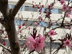 -首都医科大学附属北京天坛医院
