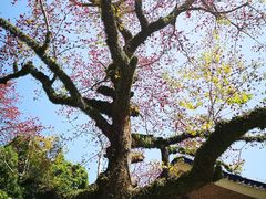 -广州中山纪念堂