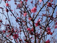 android_upload_pic-南通博物苑-崇川人民公园