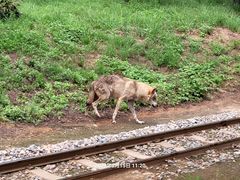 -秦皇岛野生动物园