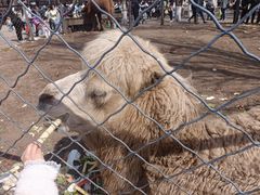 -长白岛森林公园