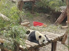-合肥野生动物园
