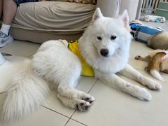 -怪兽屋·羊驼·猫咖·狗咖(俊华广场店)