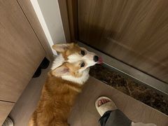 -佳雯宠物医院·皮肤科·内外科(春晓路分院)