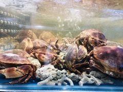 俄罗斯帝王蟹-盒马鲜生(皇庭广场店)