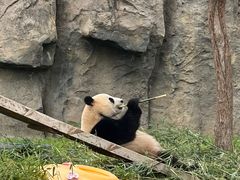 -上海野生动物园
