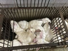 -温江公平红烧兔(总店)