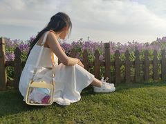 -荷兰花海